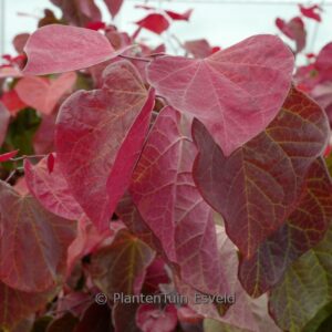 Cercis canadensis 'Hearts A'Fire'