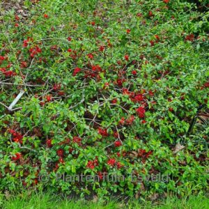 Chaenomeles speciosa 'Rubra Grandiflora'