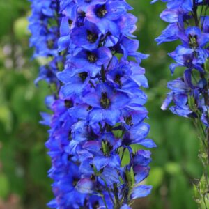 Delphinium 'Finsteraarhorn'