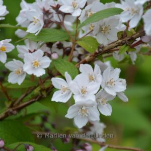 Deutzia magnifica