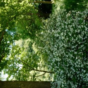 Deutzia rosea 'Campanulata'