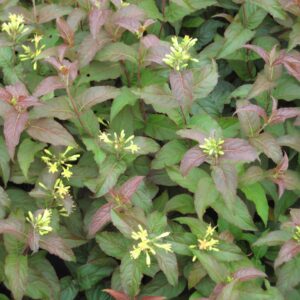 Diervilla rivularis 'Troja Black'