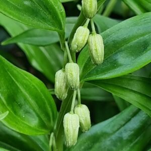 Disporopsis pernyi