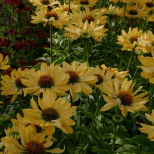 Echinacea purpurea 'Aloha'