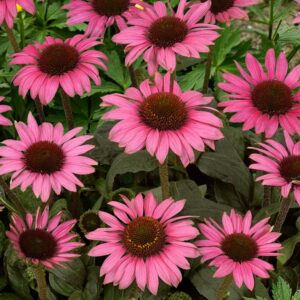 Echinacea purpurea 'Little Magnus'