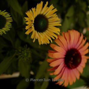 Echinacea purpurea 'SunSeekers Rainbow'