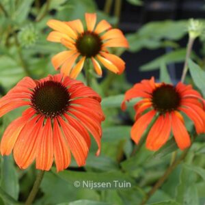 Echinacea purpurea 'Tangerine Dream'