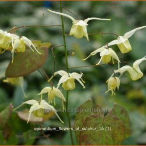 Epimedium 'Flowers of Sulphur'