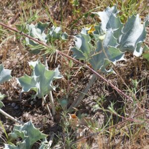 Eryngium maritimum