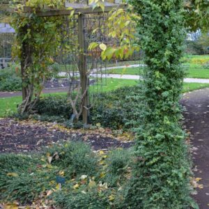 Euonymus fortunei 'Minimus'