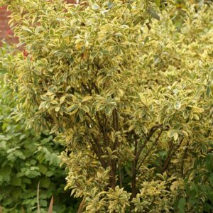 Euonymus japonicus 'Bravo'