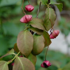Euonymus latifolius
