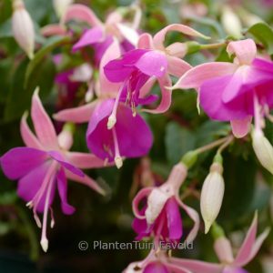 Fuchsia 'President Leo Boullemier'
