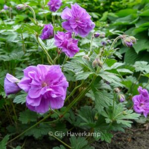Geranium himalayense 'Plenum'