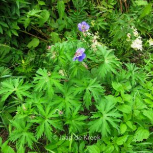 Geranium pratense