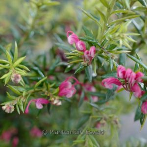Grevillea 'Poorinda Elegance'