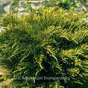 Hebe ochracea 'James Stirling'