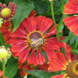 Helenium 'Dunkle Pracht'
