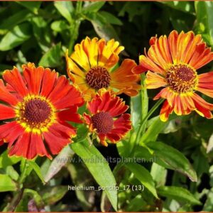 Helenium 'Poncho'