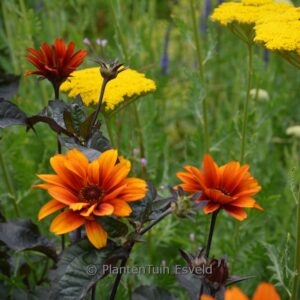 Heliopsis helianthoides 'Bleeding Hearts'