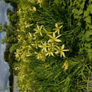 Hemerocallis altissima