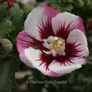 Hibiscus syriacus 'Minspot' (PINKY SPOT)