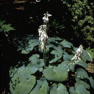 Hosta 'Bressingham Blue'