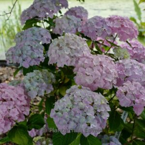 Hydrangea macrophylla 'Dp168' (BELLE SEDUCTIO