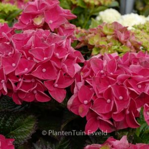 Hydrangea macrophylla 'Hortmagicri' (MAGICAL CRIMSON)