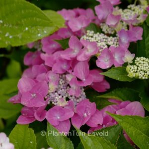 Hydrangea macrophylla 'Nizza'