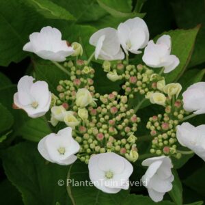 Hydrangea macrophylla 'Veitchii'