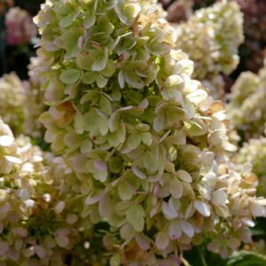 Hydrangea paniculata 'HP219902' (PANENKA)