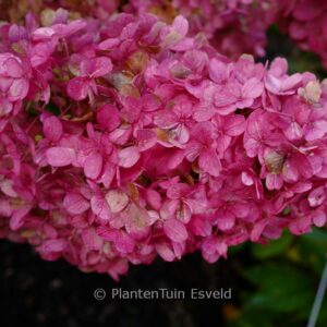 Hydrangea paniculata 'HP220902' (PANTHEON)