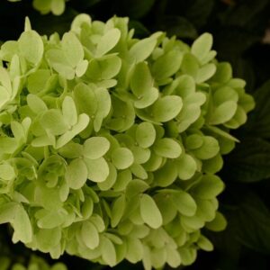 Hydrangea paniculata 'Hp217902' (PANDORA)