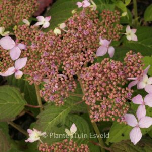 Hydrangea serrata 'Crug Cobalt'