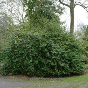 Ilex 'John T. Morris'