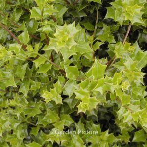 Ilex 'Lydia Morris'