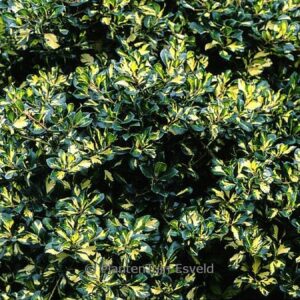 Ilex altaclarensis 'Lady Valerie'