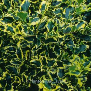 Ilex aquifolium 'Golden Queen'