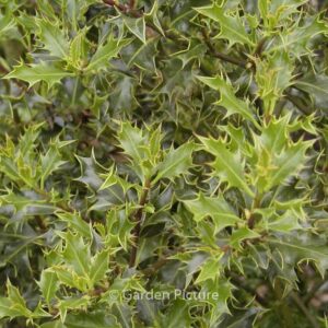 Ilex aquifolium 'Monstrosa'