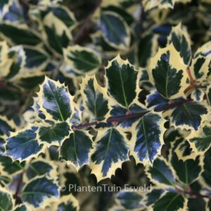 Ilex aquifolium 'Silver Queen'