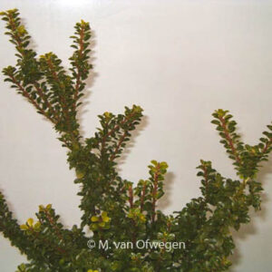 Ilex crenata 'Green Dragon'