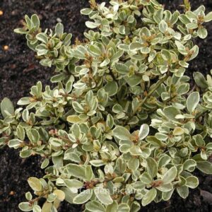 Ilex crenata 'Shiro fukurin'