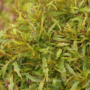 Ilex opaca 'William Hawkins'