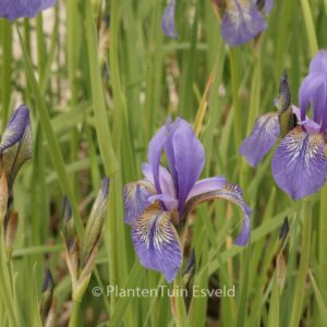 Iris sibirica