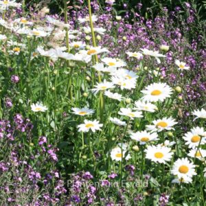 Leucanthemum 'Stina'