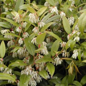 Leucothoe fontanesiana 'Rollissonii'