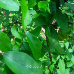 Ligustrum amurense