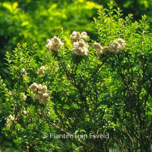 Ligustrum sinense 'Wimbei'
