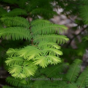 Metasequoia glyptostroboides 'Amber Glow'
